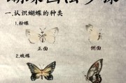 蝴蝶捕捉技巧及获取方法是什么？