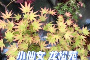 《刀塔传奇》仙女龙洗炼攻略（如何正确洗练觉醒仙女龙）
