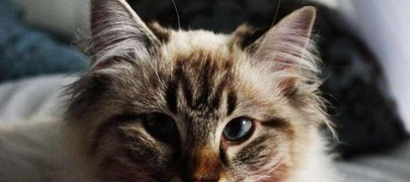 《灵猫传-萌萌猫咪强度大揭秘》（探索游戏中的萌宠世界）