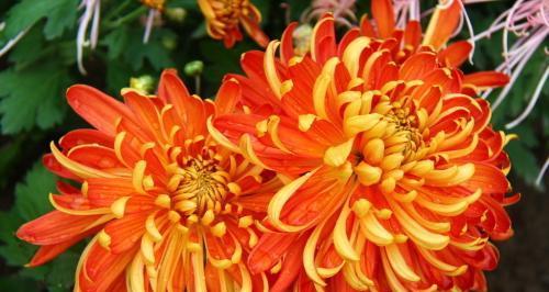 《鬼谷八荒》游戏橙色气运效果解析（一览橙色气运的种类和效果）