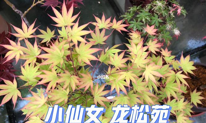 《刀塔传奇》仙女龙洗炼攻略（如何正确洗练觉醒仙女龙）