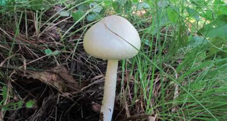 SCUM游戏中毒蘑菇种类有哪些？如何辨别安全蘑菇？