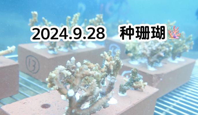 迷你世界珊瑚怎么得到？获取珊瑚的正确途径是什么？