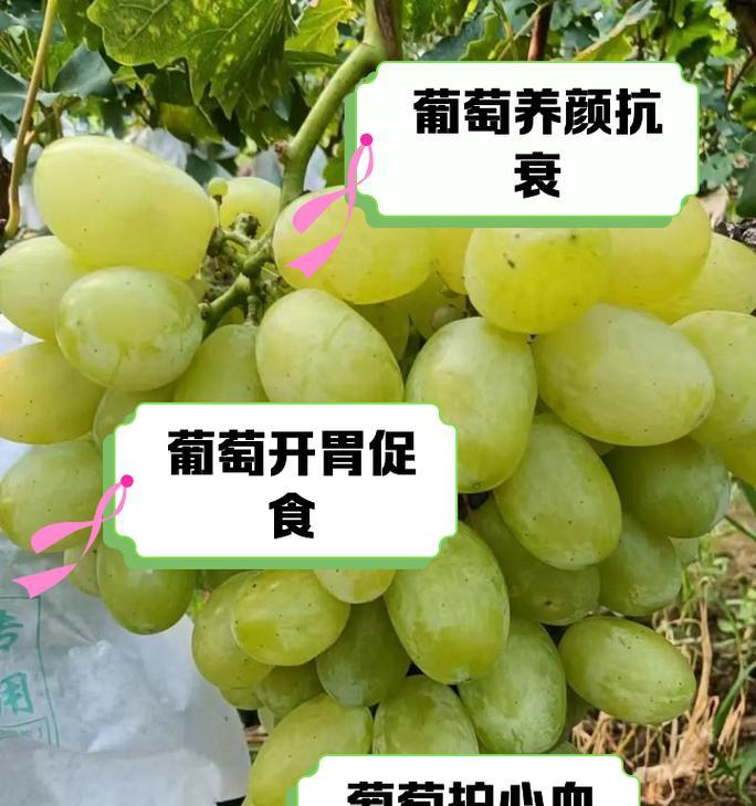 地下城葡萄获取途径有哪些？如何快速获得葡萄？